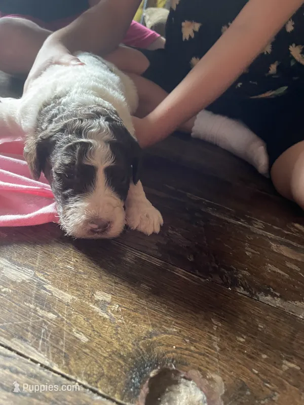 Marrisa – Goldendoodle puppy for sale in Glasgow, KY