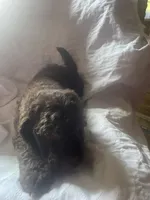 Noah, a male Goldendoodle for sale in Glasgow, KY – 2 of 2