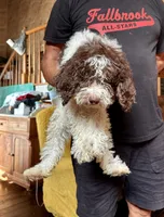 Nathan, a male Goldendoodle for sale in Glasgow, KY – 2 of 2