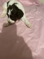 Marrisa, a female Goldendoodle for sale in Glasgow, KY – 2 of 5