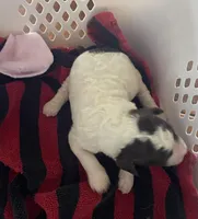 Nancy, a female Goldendoodle for sale in Glasgow, KY – Photo 2 of 2