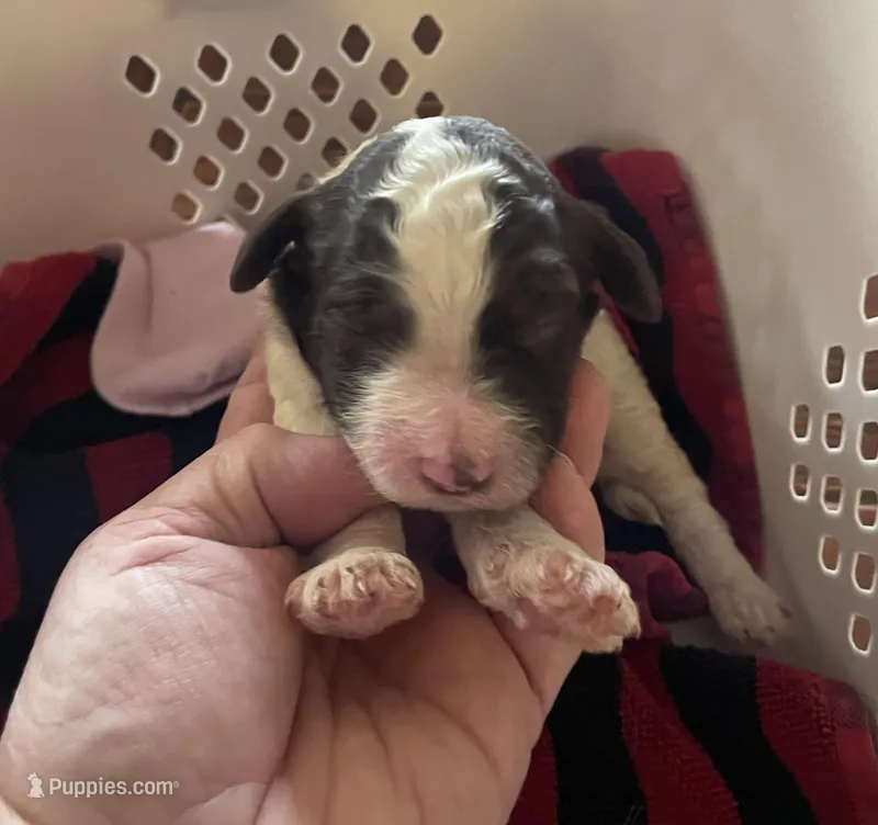 Nancy – Goldendoodle puppy for sale in Glasgow, KY