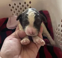 Nancy, a female Goldendoodle for sale in Glasgow, KY – Photo 1 of 2