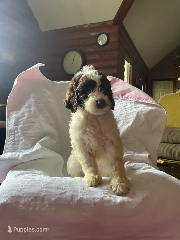 Nancy – Goldendoodle puppy for sale in Glasgow, KY