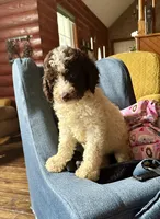 Nancy, a female Goldendoodle for sale in Glasgow, KY – 1 of 10
