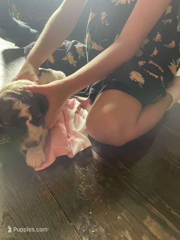 Mary – Goldendoodle puppy for sale in Glasgow, KY