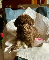 Hazel, a female Goldendoodle for sale in Glasgow, KY – 4 of 7