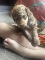 Henry, a male Goldendoodle for sale in Glasgow, KY – Photo 2 of 3