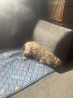 Henry, a male Goldendoodle for sale in Glasgow, KY – Photo 3 of 3