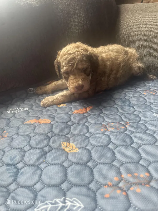 Henry – Goldendoodle puppy for sale in Glasgow, KY