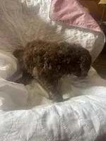 Hazel, a female Goldendoodle for sale in Glasgow, KY – 7 of 7