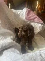 Hazel, a female Goldendoodle for sale in Glasgow, KY – 6 of 7