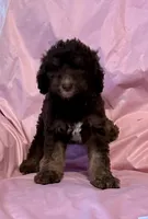 Missy , a female Goldendoodle for sale in Glasgow, KY – 1 of 6
