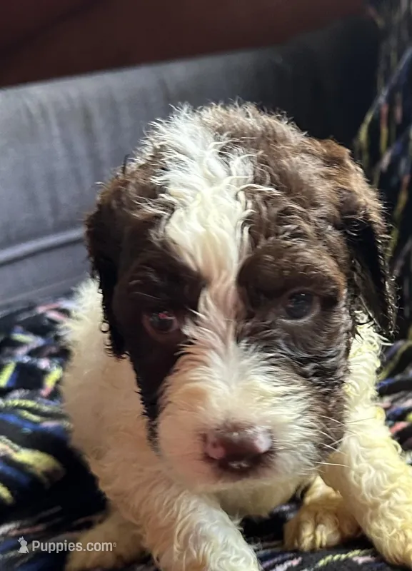 Noah  – Goldendoodle puppy for sale in Glasgow, KY