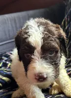 Noah , a male Goldendoodle for sale in Glasgow, KY – 1 of 3