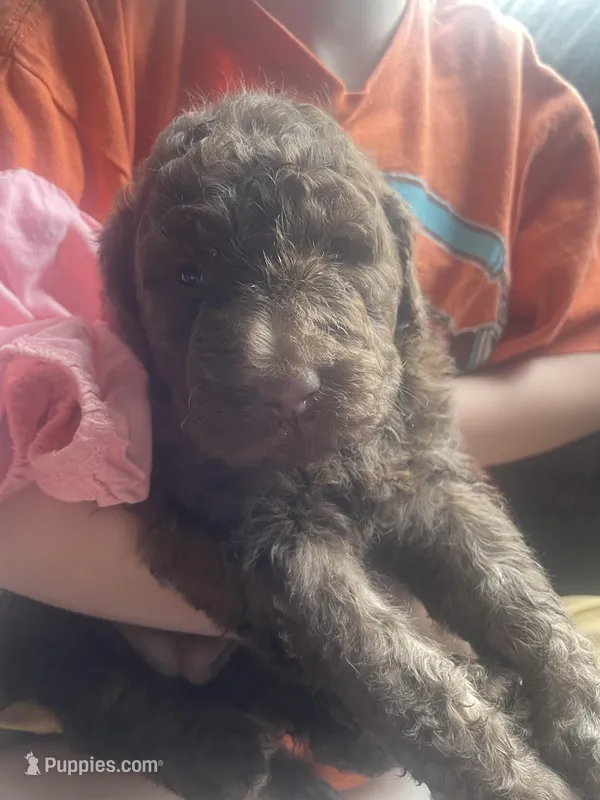 Hazel – Goldendoodle puppy for sale in Glasgow, KY