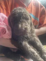 Hazel, a female Goldendoodle for sale in Glasgow, KY – Photo 1 of 4