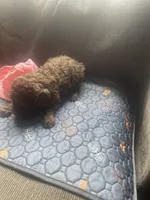 Hazel, a female Goldendoodle for sale in Glasgow, KY – Photo 4 of 4