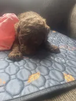 Hazel, a female Goldendoodle for sale in Glasgow, KY – Photo 3 of 4