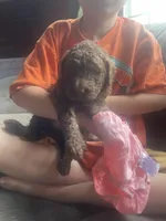 Hazel, a female Goldendoodle for sale in Glasgow, KY – Photo 2 of 4
