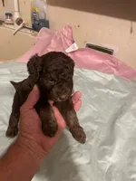 Manny, a male Goldendoodle for sale in Glasgow, KY – 6 of 7