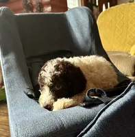 Nancy, a female Goldendoodle for sale in Glasgow, KY – 4 of 10