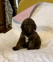 Manny, a male Goldendoodle for sale in Glasgow, KY – 2 of 7