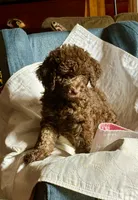 Hazel, a female Goldendoodle for sale in Glasgow, KY – 3 of 7
