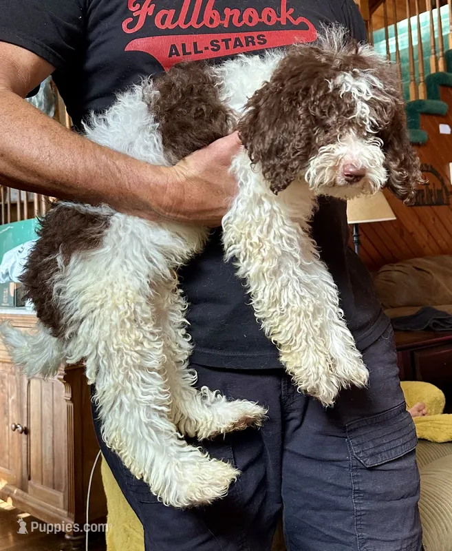 Nathan – Goldendoodle puppy for sale in Glasgow, KY