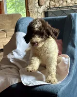 Nathan, a male Goldendoodle for sale in Glasgow, KY – 5 of 10