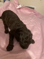 Missy , a female Goldendoodle for sale in Glasgow, KY – 6 of 6