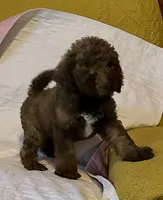 Manny, a male Goldendoodle for sale in Glasgow, KY – 1 of 7