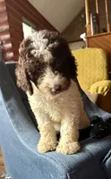Nancy, a female Goldendoodle for sale in Glasgow, KY – 2 of 10