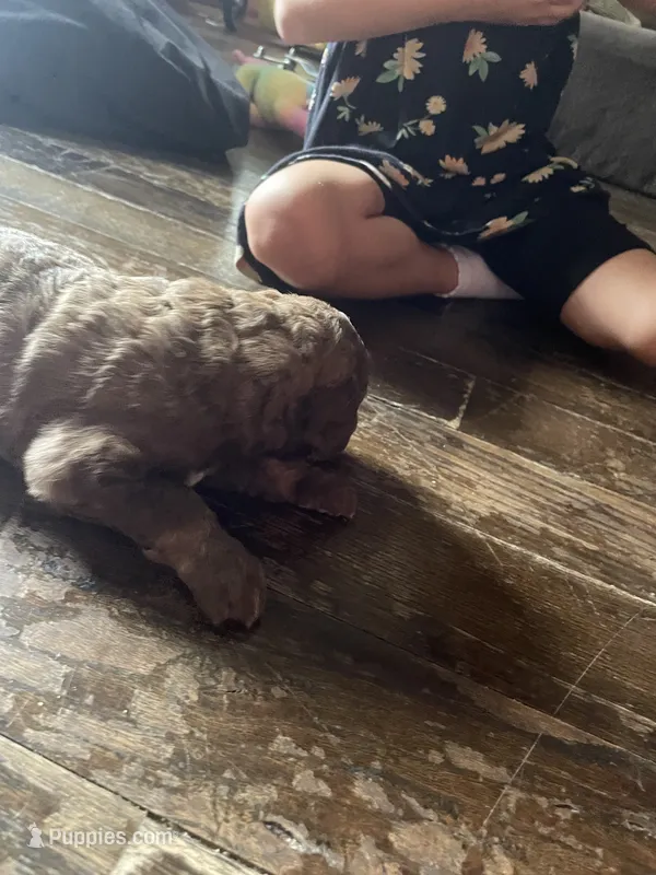 Moses – Goldendoodle puppy for sale in Glasgow, KY