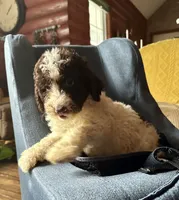 Nancy, a female Goldendoodle for sale in Glasgow, KY – 3 of 10