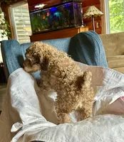 Henry, a male Goldendoodle for sale in Glasgow, KY – 3 of 7