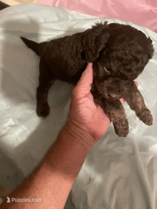 Manny – Goldendoodle puppy for sale in Glasgow, KY