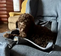 Nome, a male Goldendoodle for sale in Glasgow, KY – 7 of 9