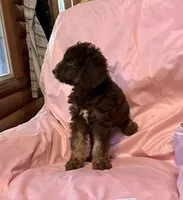 Missy , a female Goldendoodle for sale in Glasgow, KY – 4 of 6