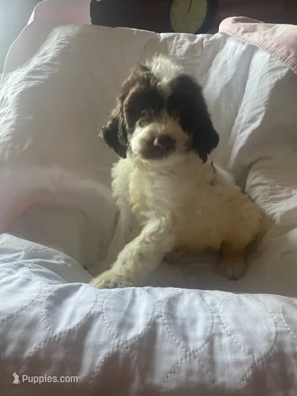 Nathan – Goldendoodle puppy for sale in Glasgow, KY