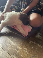 Mary, a female Goldendoodle for sale in Glasgow, KY – 2 of 2