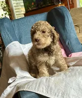 Henry, a male Goldendoodle for sale in Glasgow, KY – 2 of 7