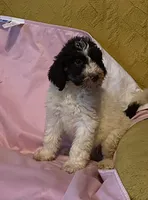 Mary, a female Goldendoodle for sale in Glasgow, KY – 2 of 8