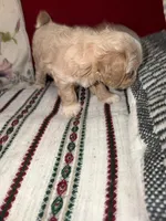 Princesa, a female Miniature Pinscher and Shih Tzu for sale in Jamaica, NY – 1 of 1