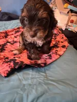 Sultan, a male Miniature Pinscher and Shih Tzu for sale in Jamaica, NY – 4 of 4