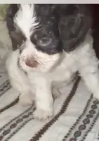 Pocholo, a male Miniature Pinscher and Shih Tzu for sale in Jamaica, NY – 2 of 3