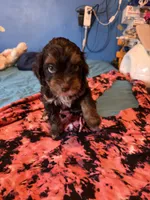 Sultan, a male Miniature Pinscher and Shih Tzu for sale in Jamaica, NY – 3 of 4