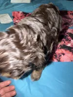 Sultan, a male Miniature Pinscher and Shih Tzu for sale in Jamaica, NY – 1 of 4