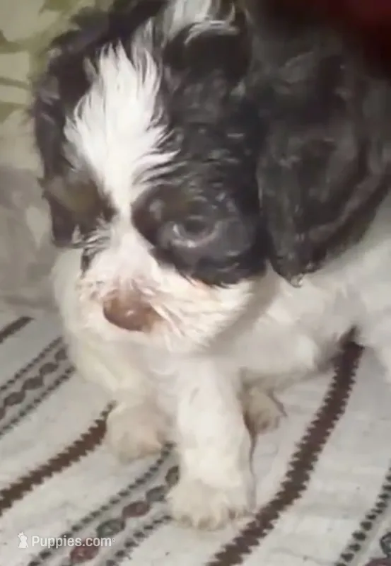 Pocholo – Miniature Pinscher, Shih Tzu puppy for sale in Jamaica, NY
