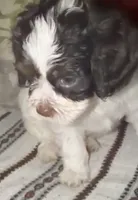 Pocholo, a male Miniature Pinscher and Shih Tzu for sale in Jamaica, NY – 1 of 3